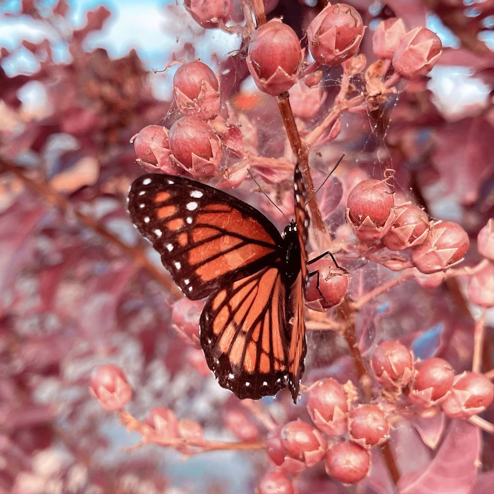 Butterfly Art | Evynne Caffey Studio