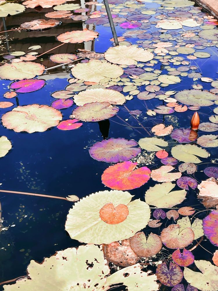 Colorful Water Lilies Art | Evynne Caffey Studio