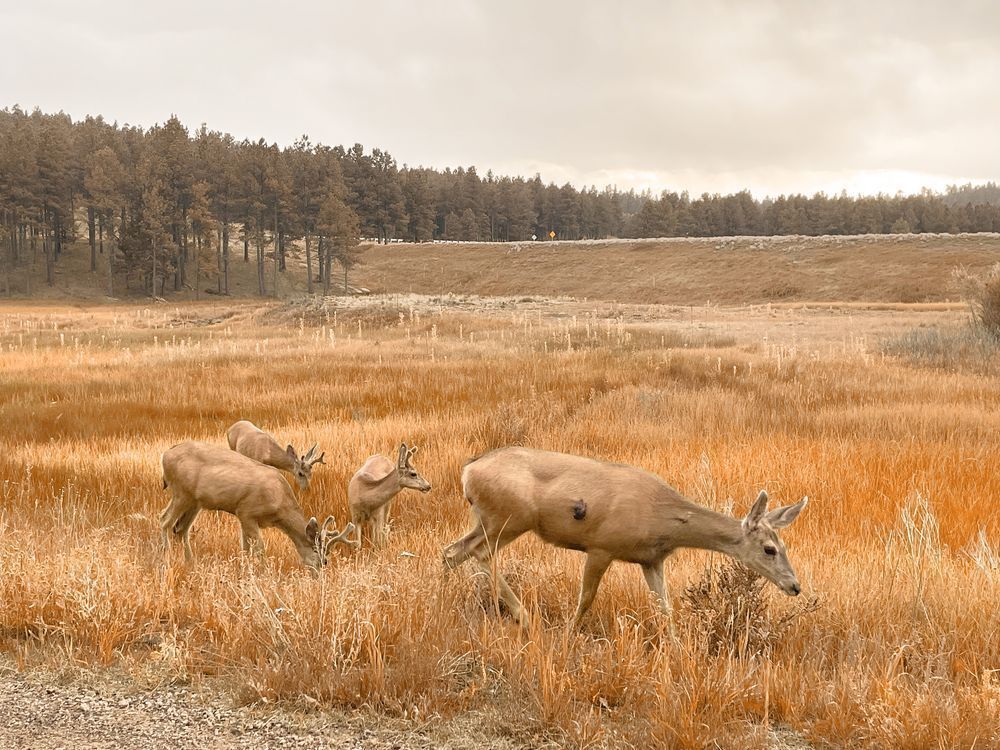 Family Deer Art | Evynne Caffey Studio