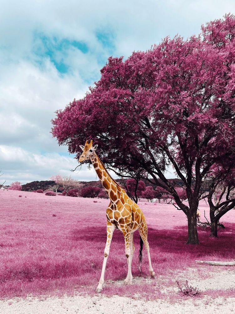 Giraffe 2 Art | Evynne Caffey Studio