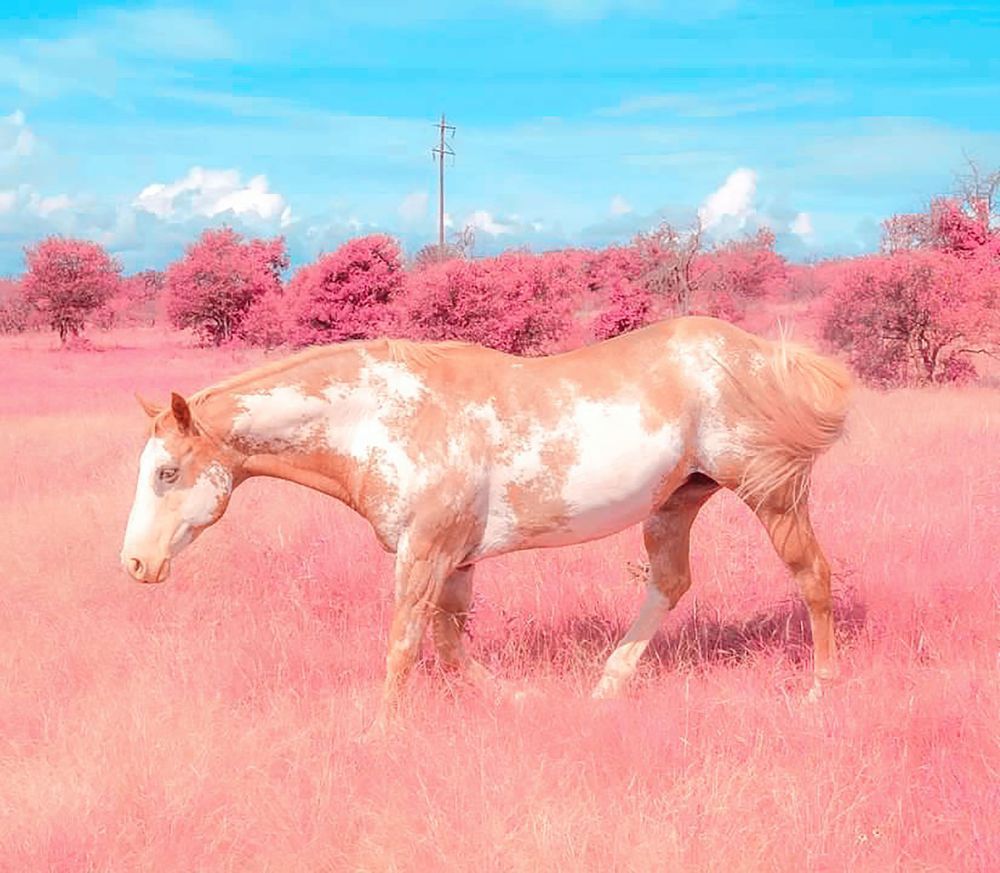 Equine Art | Evynne Caffey Studio