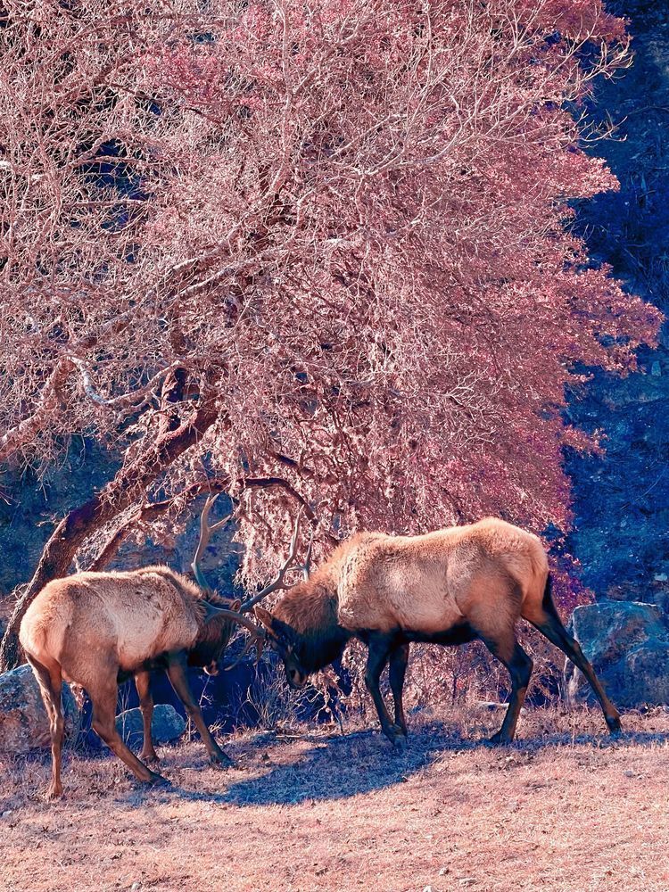 Elk Art | Evynne Caffey Studio