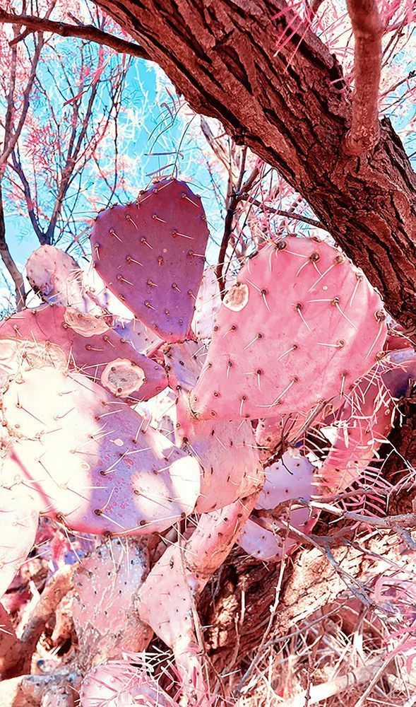 Heart Cactus Art | Evynne Caffey Studio