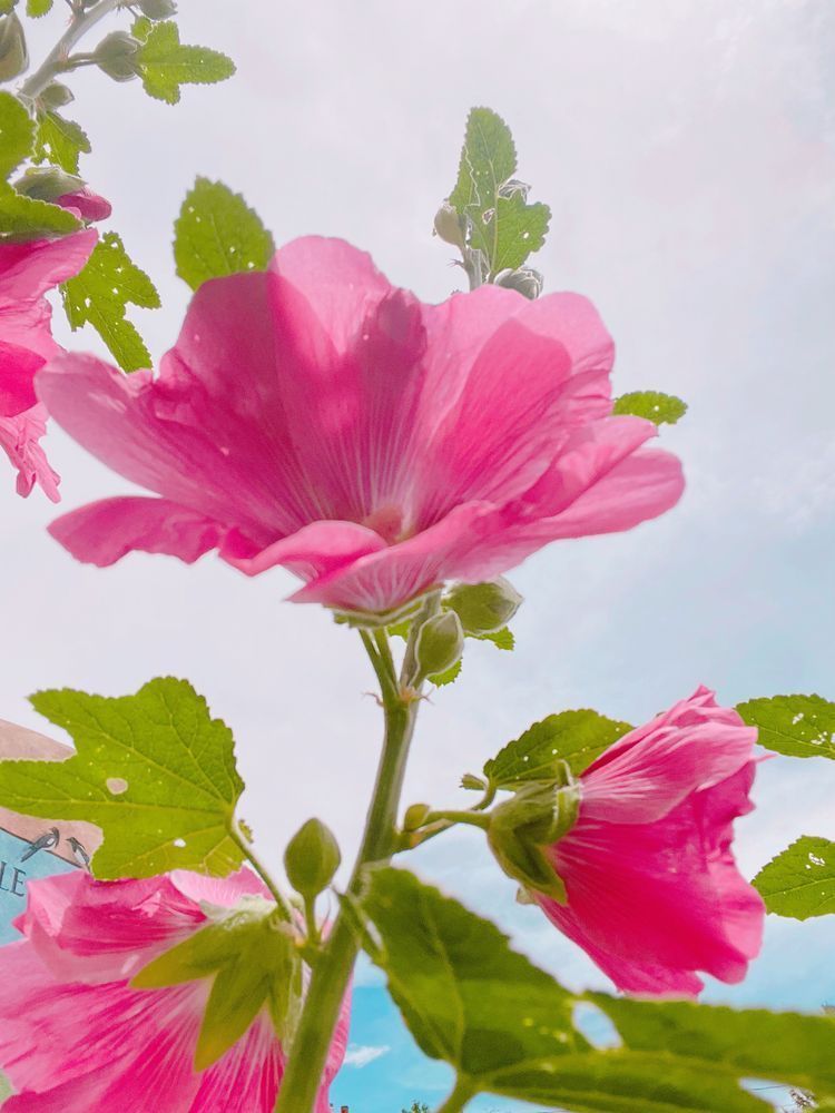 Hollyhock 2 Art | Evynne Caffey Studio