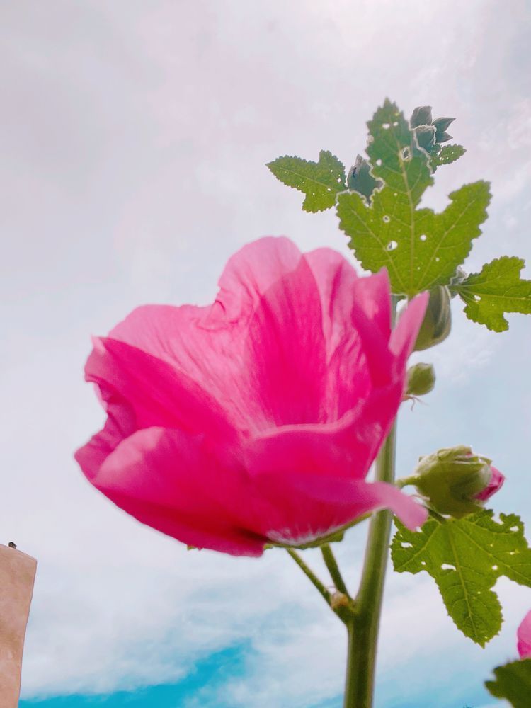 Hollyhock 1 Art | Evynne Caffey Studio