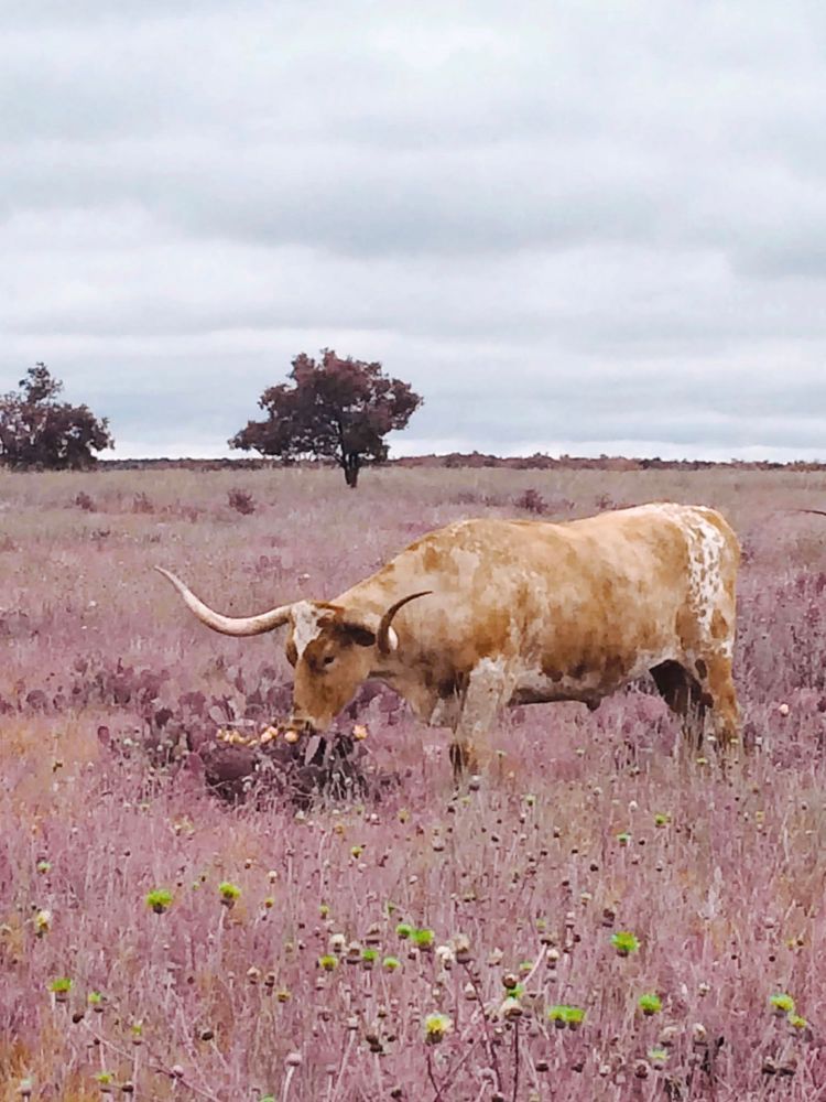 Longhorn Bull Art | Evynne Caffey Studio