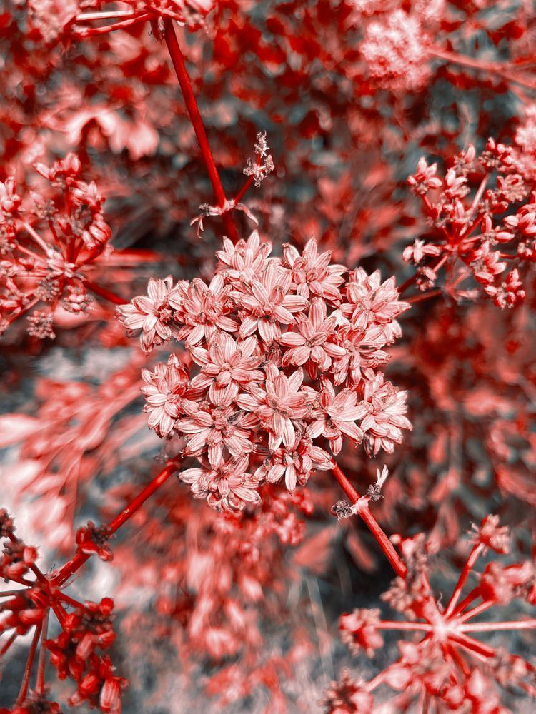 Repeated Reds Art | Evynne Caffey Studio