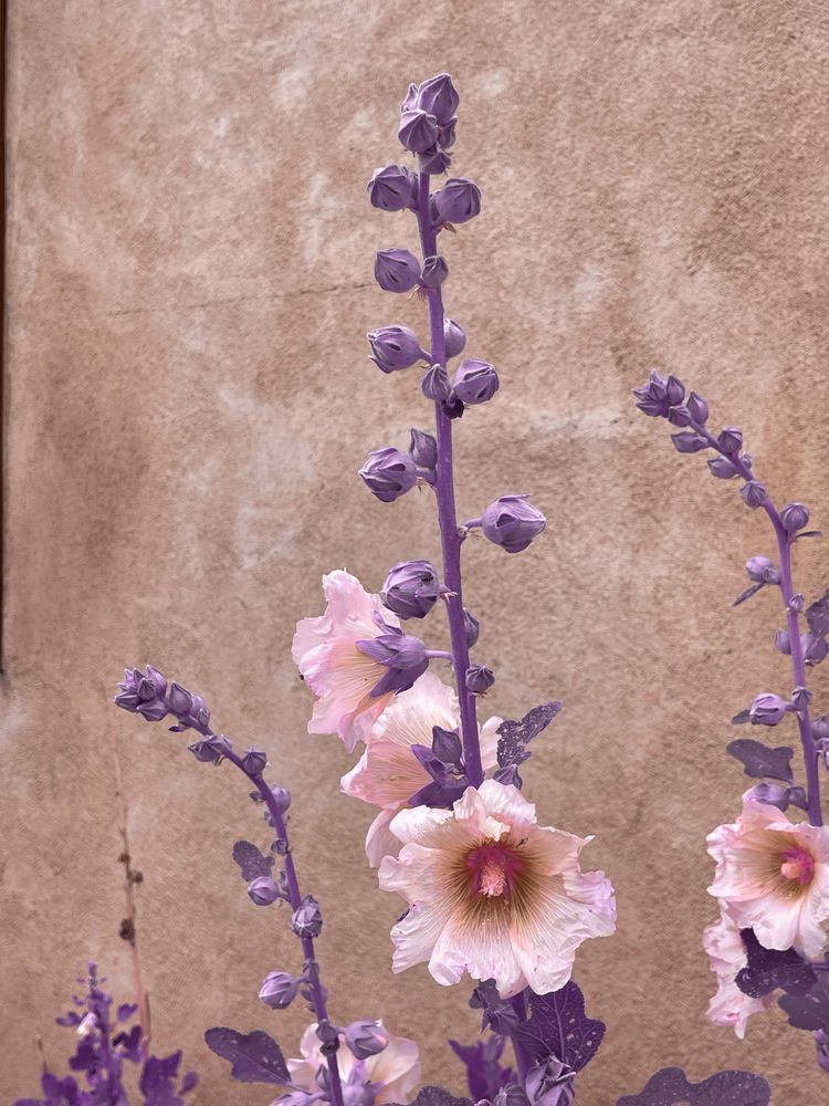 Southwest Holly Art | Evynne Caffey Studio