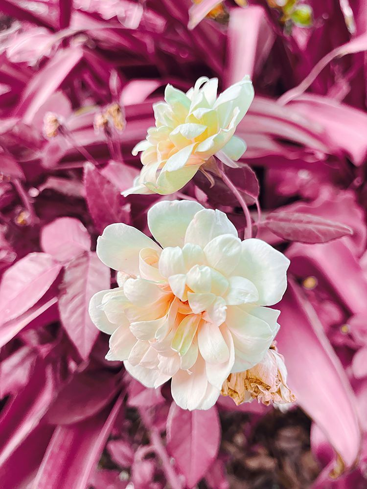 Pristine Art | Evynne Caffey Studio