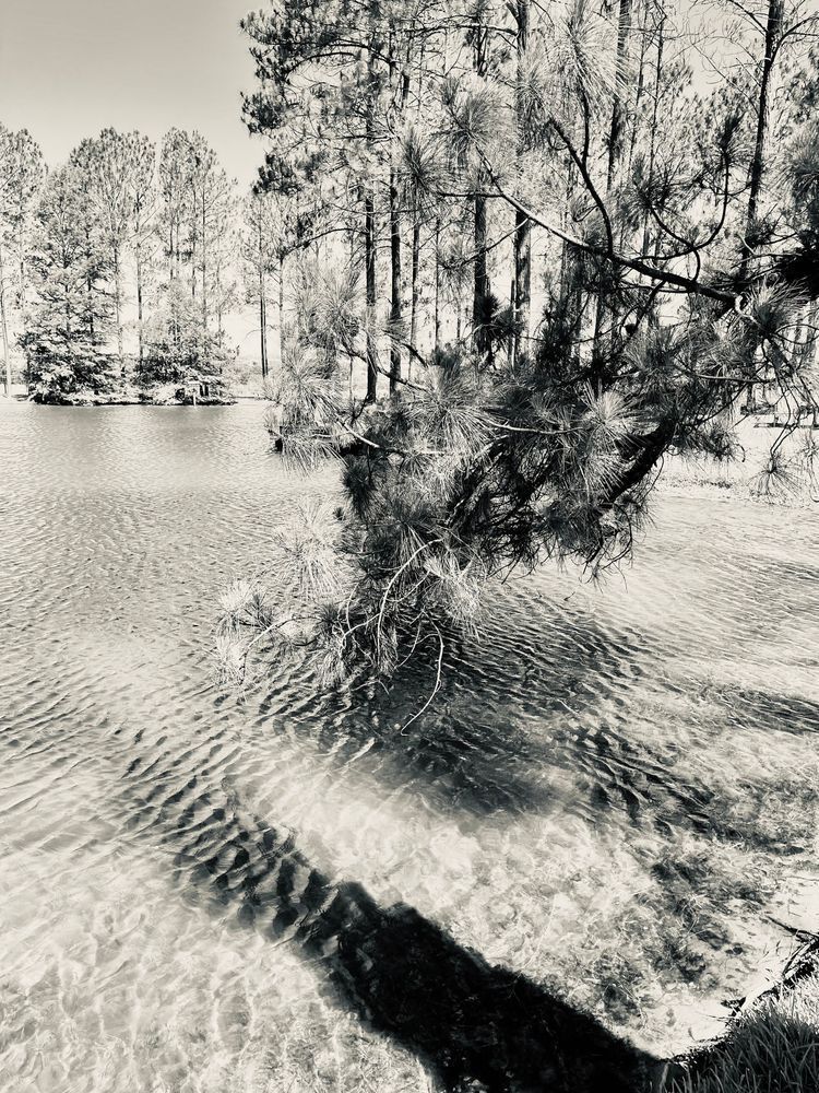 Ponderosa Pines Art | Evynne Caffey Studio