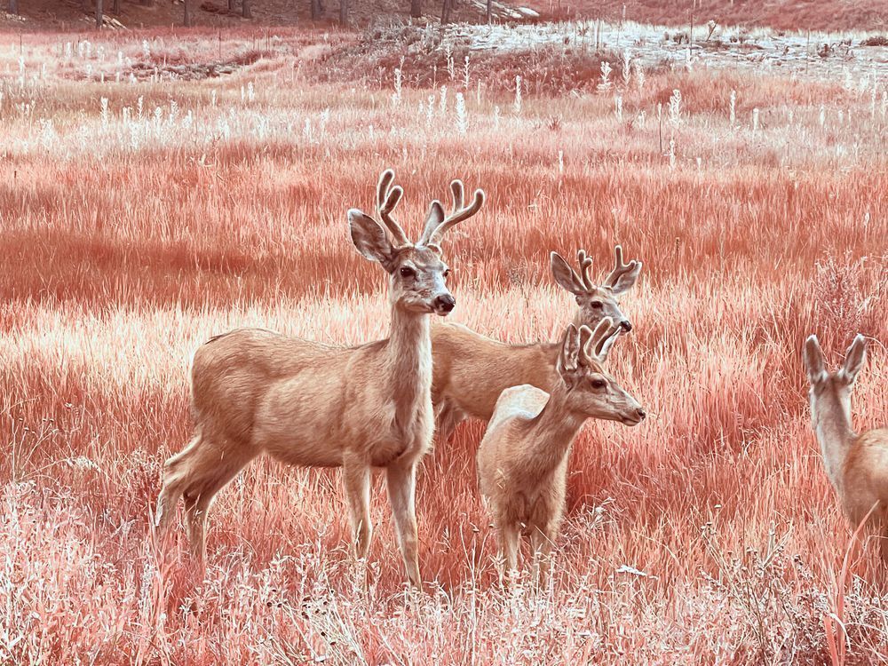 Three Bucks Art | Evynne Caffey Studio