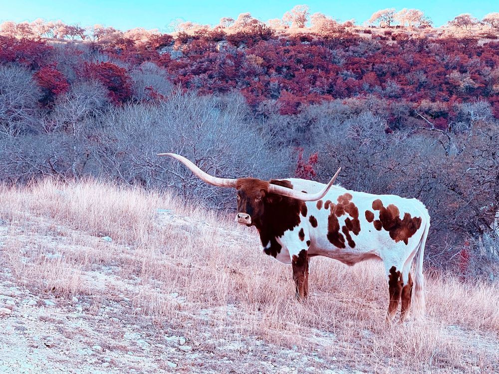 Utopia Art | Evynne Caffey Studio