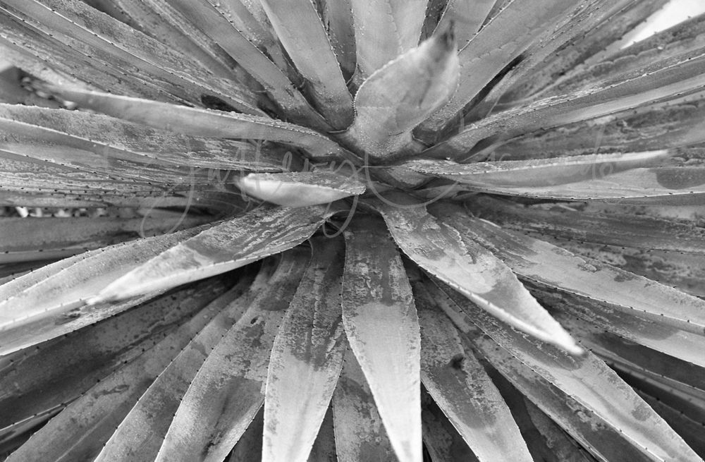 Silverfast Art | GalleryCoronado