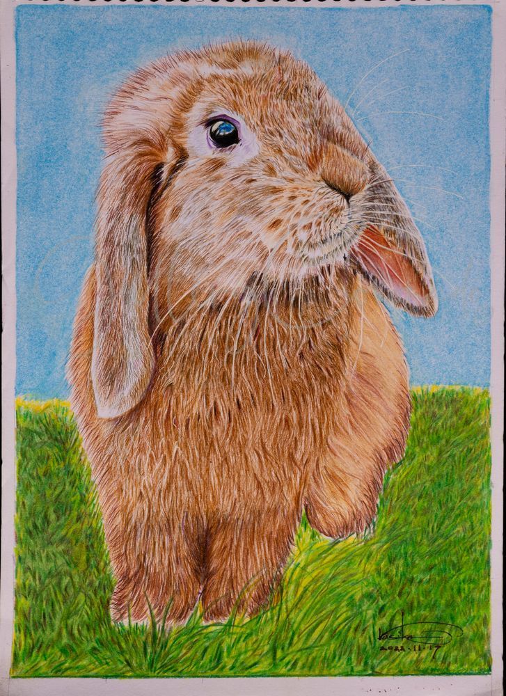 Bunny P Art | GalleryCoronado