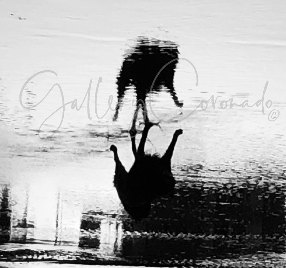 Black Dog Reflection 2186. Print Art | GalleryCoronado
