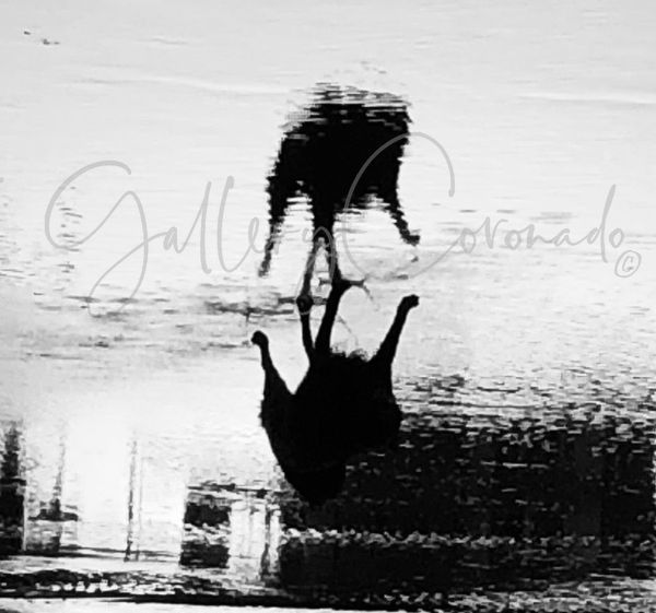 Black Dog Reflection 2186. Print Art | GalleryCoronado