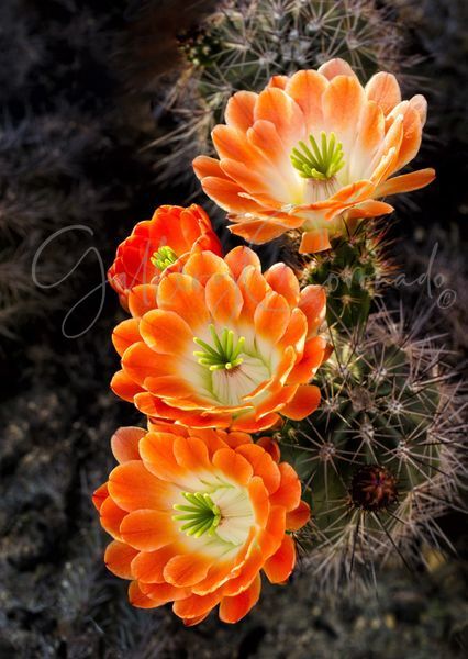 Cacti Orange Trio Art | GalleryCoronado