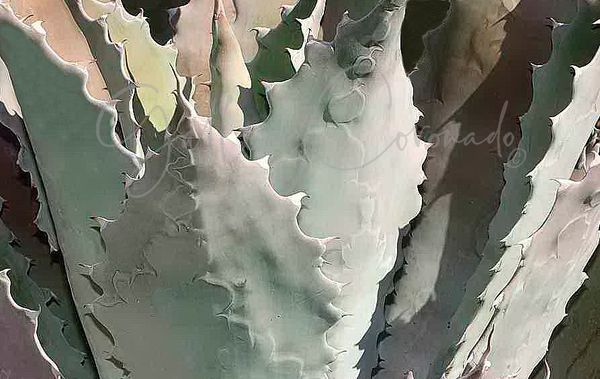 Succulent Art | GalleryCoronado
