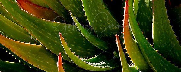 Aloe Art | GalleryCoronado