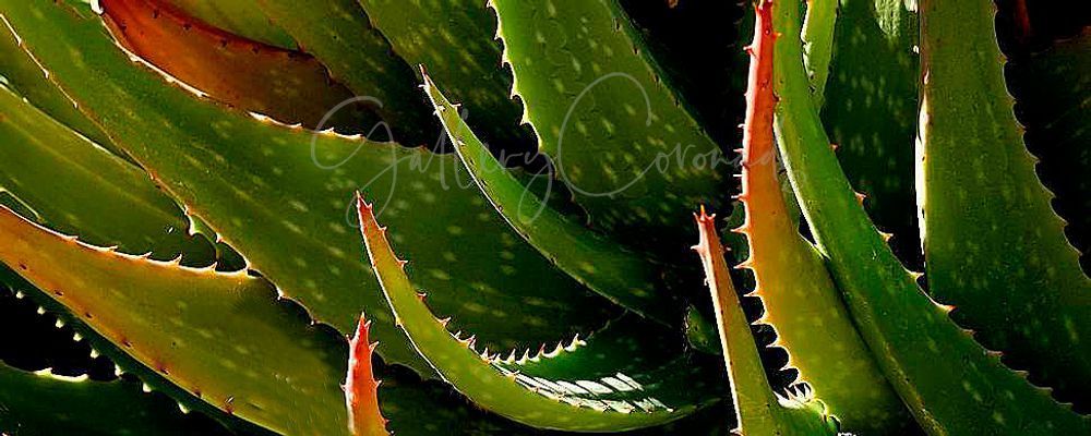 Aloe Art | GalleryCoronado