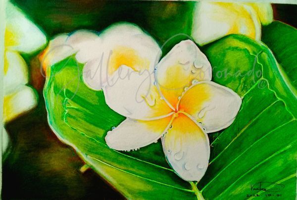 Frangipani Plumeria  P Art | GalleryCoronado