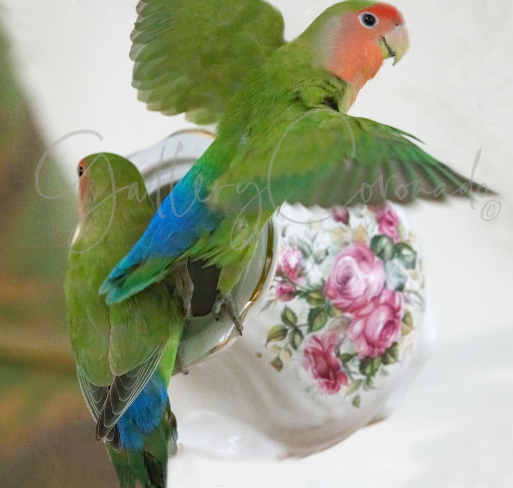 Flying Lovebird Two Birds 1772 Art | GalleryCoronado