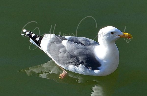A Lotta Gull Art | GalleryCoronado