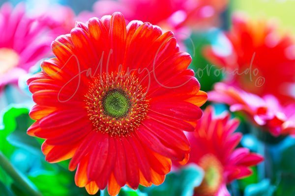 David Duane Photography