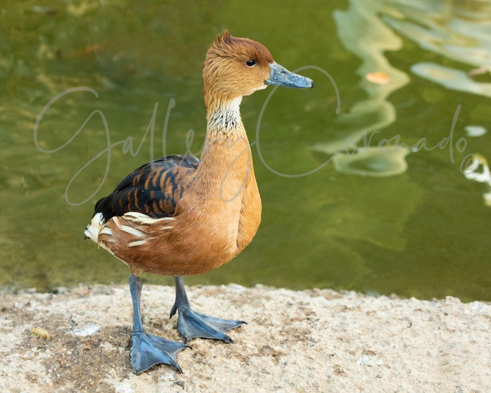 Duck Blue Footed 8270 Art | GalleryCoronado