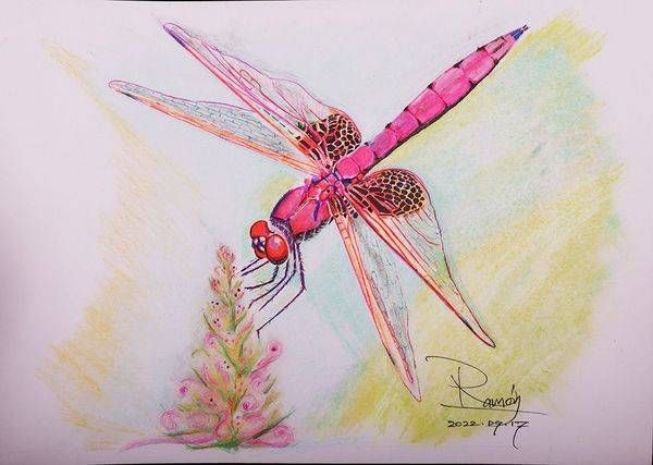 Dragonfly O Art | GalleryCoronado