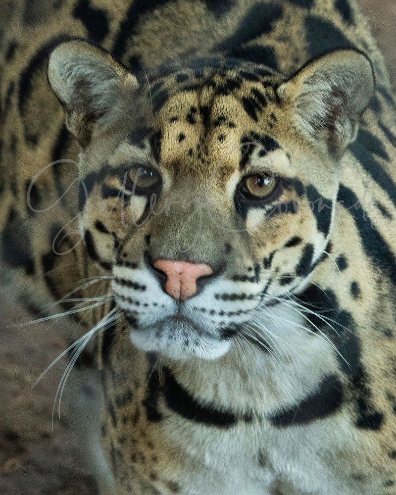 Jr Clouded Leopard Art | GalleryCoronado