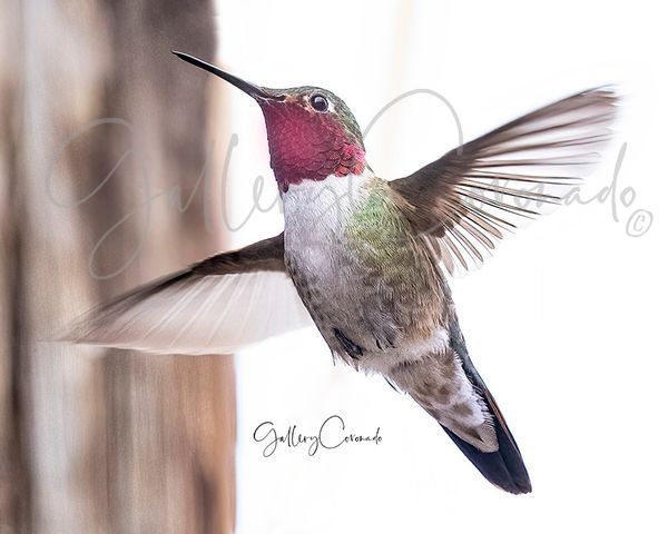 Hummingbird Flying A I Elmo 3738 Patricia Lam Art | GalleryCoronado