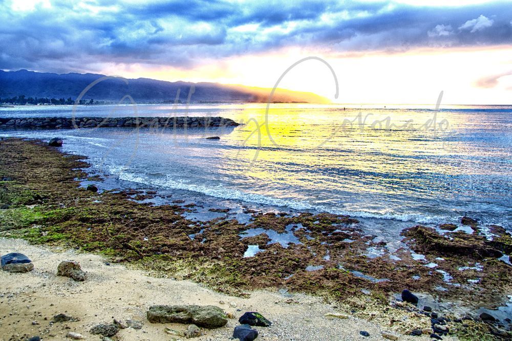Haleiwa Intense Art | GalleryCoronado