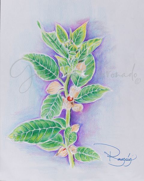 Ashwagandha Art | GalleryCoronado