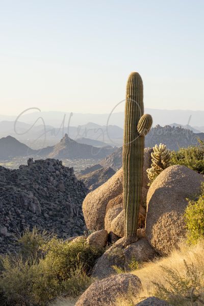 Saguaro Granite Art | GalleryCoronado