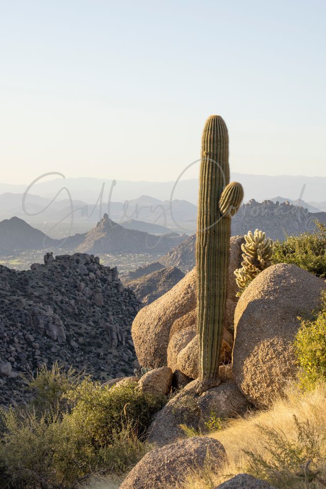 Saguaro Granite Art | GalleryCoronado