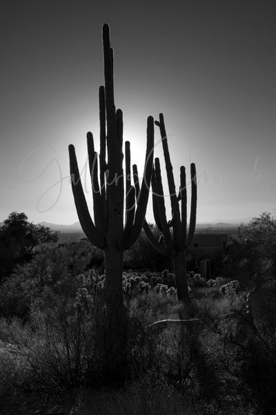 Saguaro Shadow, Bw Art | GalleryCoronado