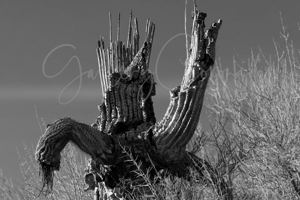 SaguaroSkeleton