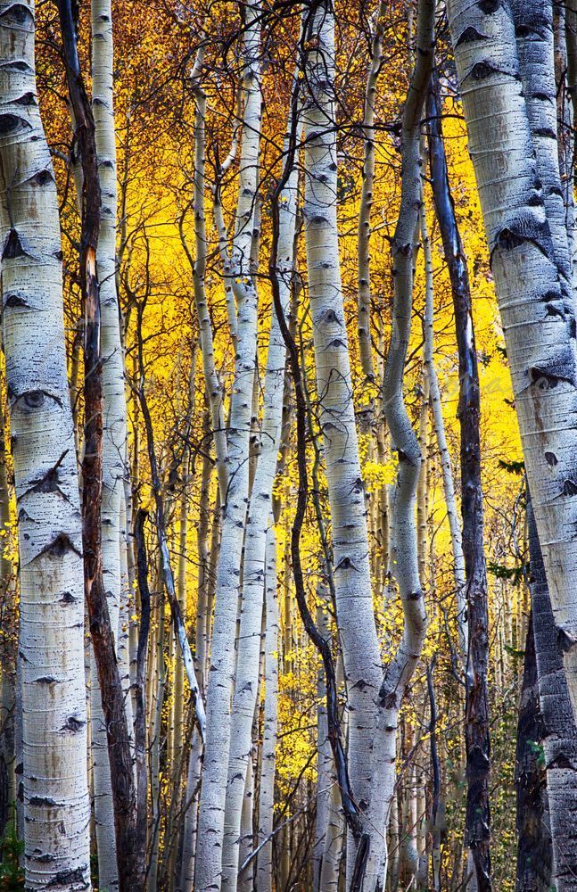 Aspens Art | GalleryCoronado