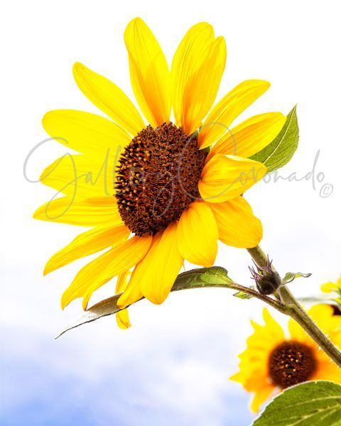 Sunflower Art | GalleryCoronado
