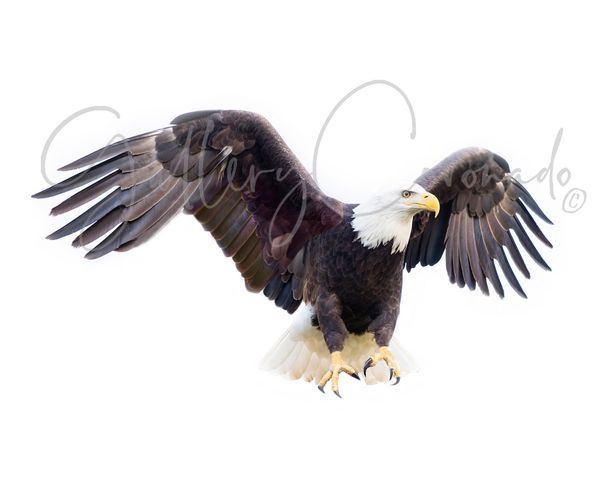 Eagle Landing Art | GalleryCoronado