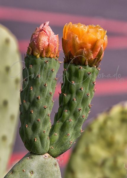 Torches Art | GalleryCoronado