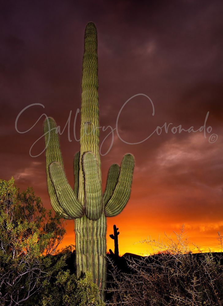 Sunlit Saguaro Art | GalleryCoronado