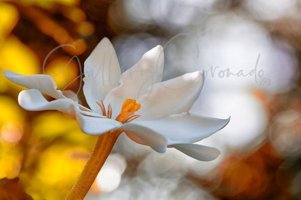 White Lily AI Flower Art | GalleryCoronado