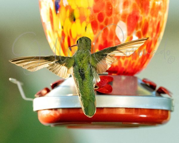 Wings Art | GalleryCoronado