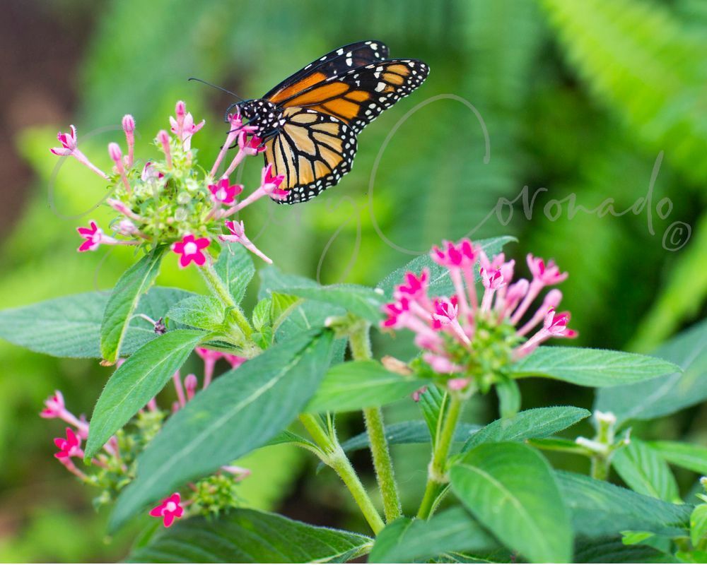 Monarch Butterfly Danaus Art | GalleryCoronado