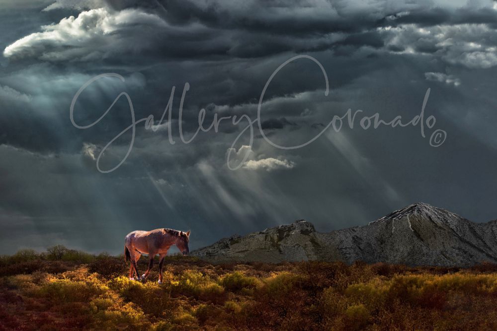 Horsin' Around In A Storm Art | GalleryCoronado