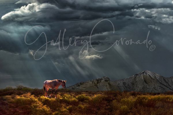 Horsin' Around In A Storm Art | GalleryCoronado