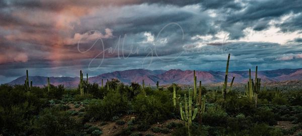 Red Blue Pano Art | GalleryCoronado