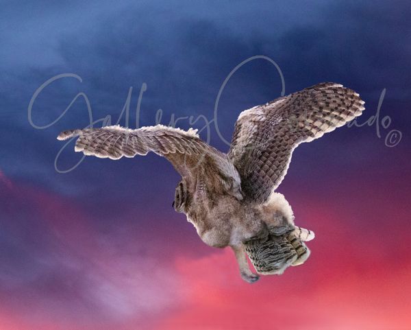 Owl In Flight Art | GalleryCoronado